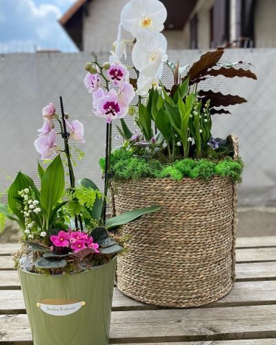 muguet