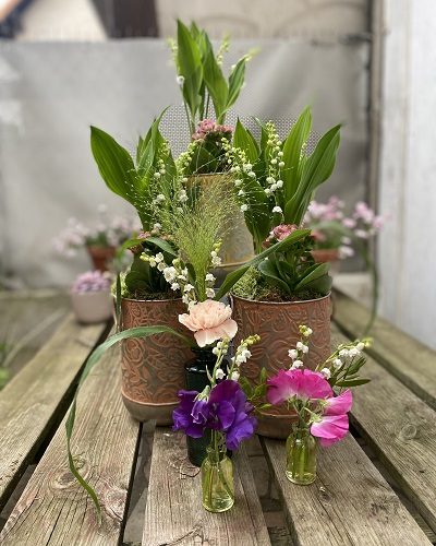 muguet