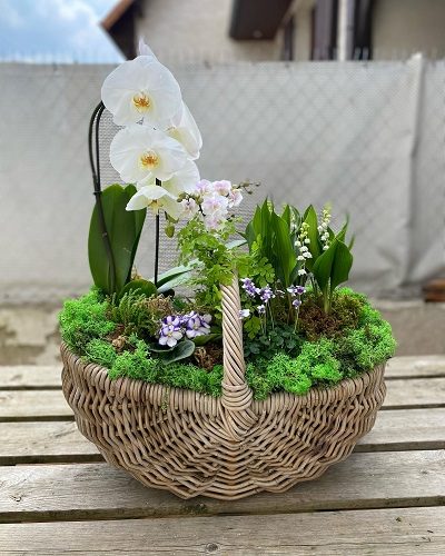 muguet